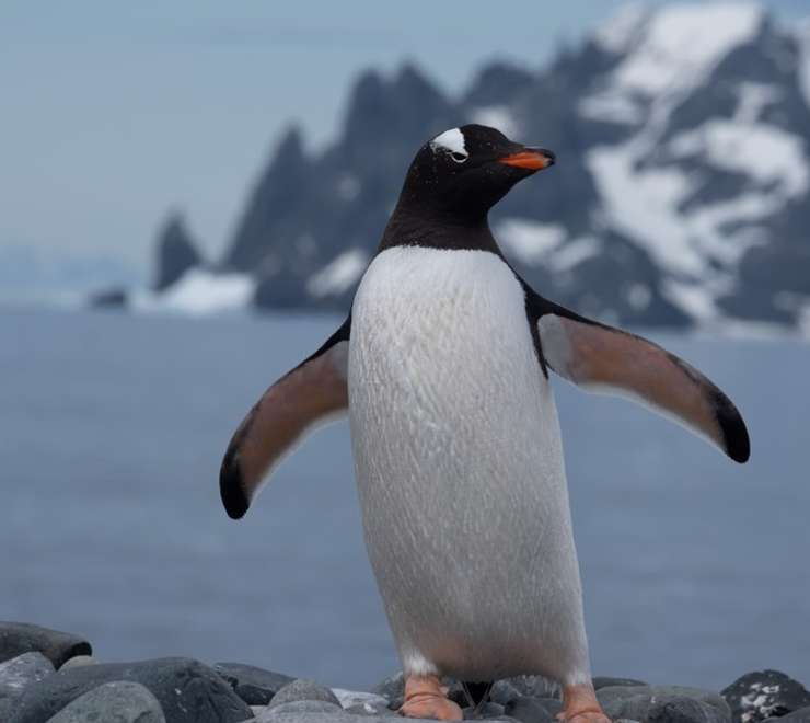 Gentoo Penguin
