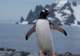 Gentoo Penguin