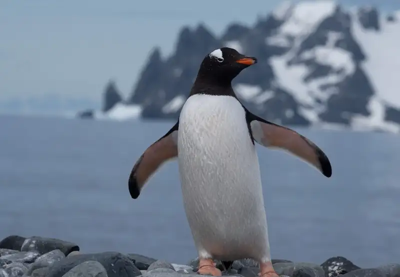 Gentoo Penguin