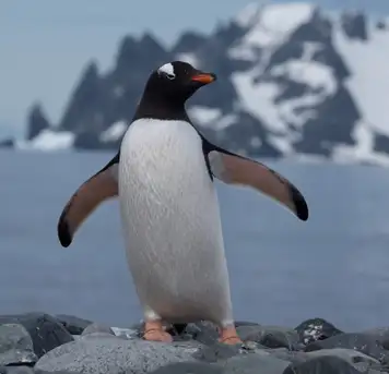 Image related to Gentoo Penguin