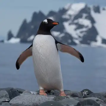 Image related to Image related to Gentoo Penguin