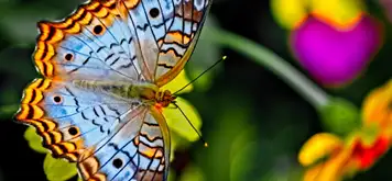 Image related to Botanic Garden