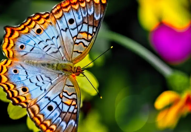 Image related to Botanic Garden