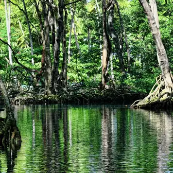 Image related to Mangrove kayaking