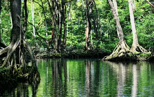 Image related to Mangrove kayaking