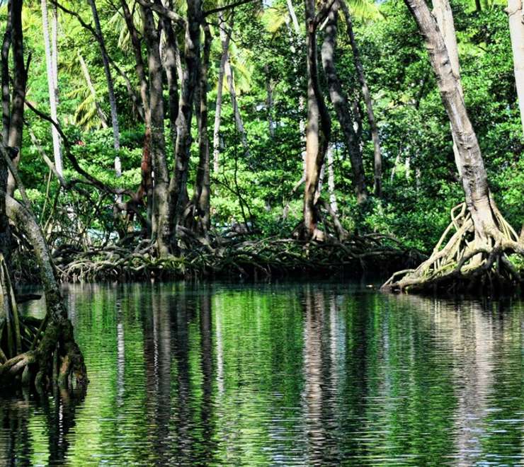 Mangrove kayaking