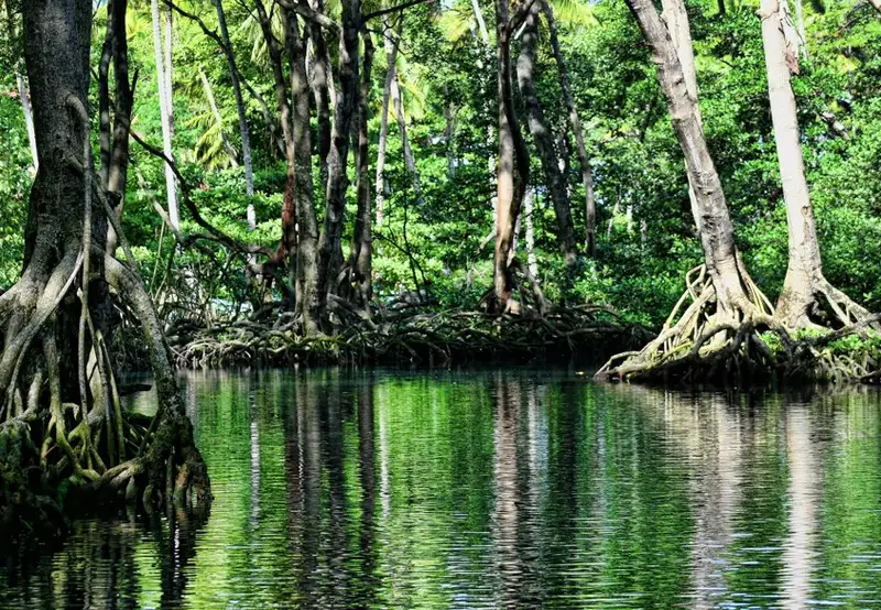Mangrove kayaking