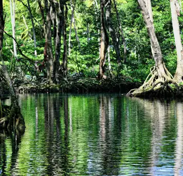 Image related to Mangrove kayaking