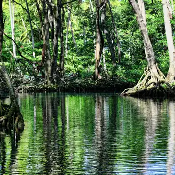 Image related to Mangrove kayaking