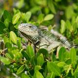 Image related to Fort Napoléon