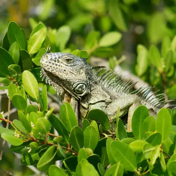 Image related to Fort Napoléon