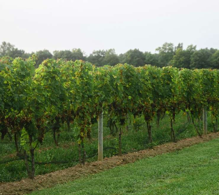 New York State’s Wine Country
