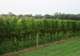New York State’s Wine Country