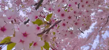 Image related to Fukushūen Garden