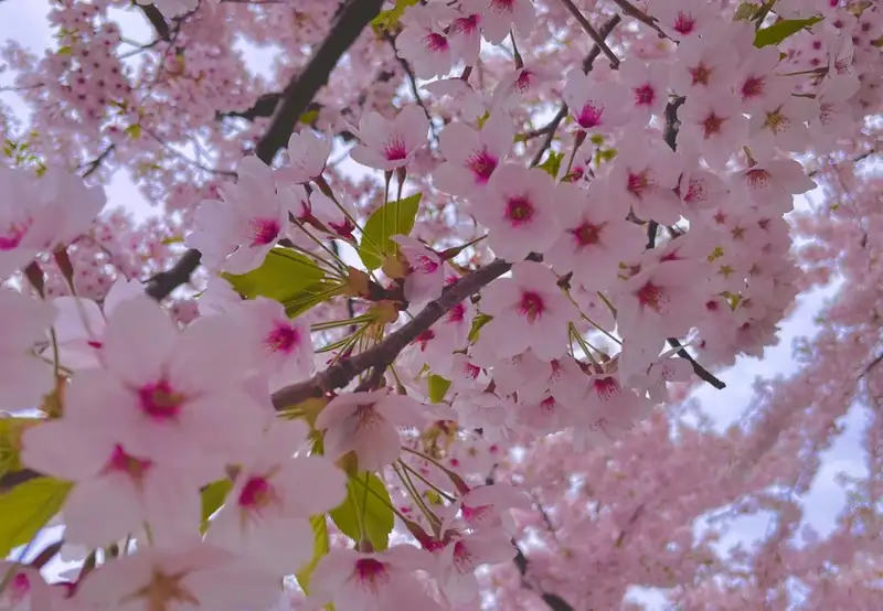 Fukushūen Garden