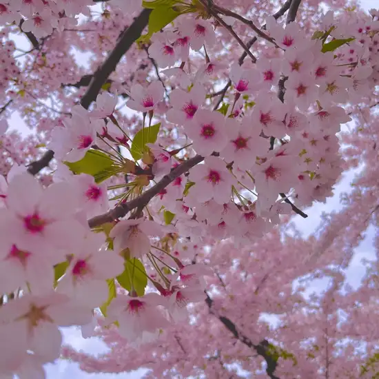 Image related to Fukushūen Garden