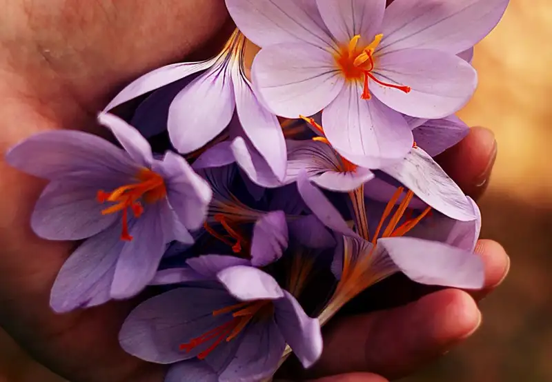 Image related to Botanical Gardens