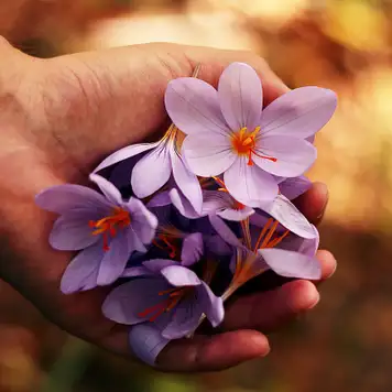 Image related to Botanical Gardens