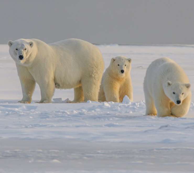 Geographic North Pole