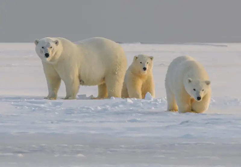 Geographic North Pole