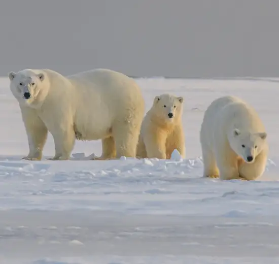 Image related to Geographic North Pole