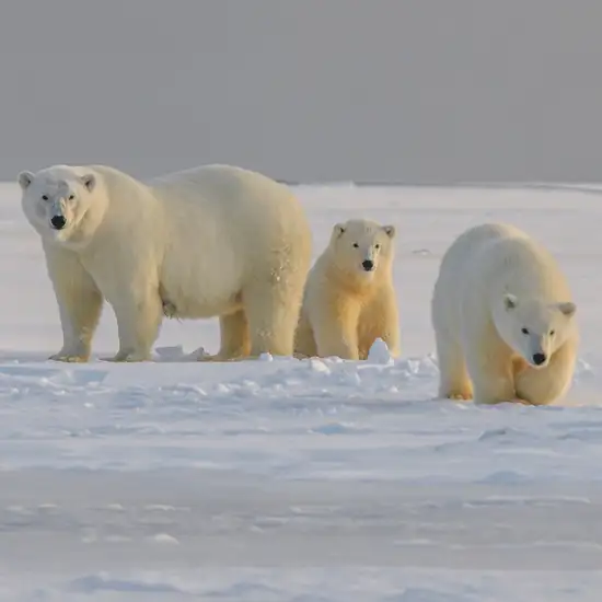 Image related to Geographic North Pole