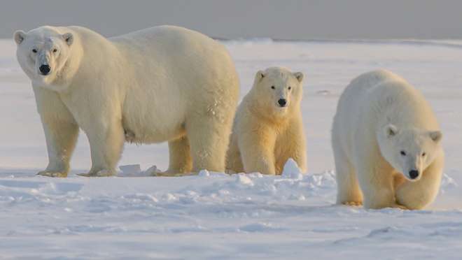 Geographic North Pole