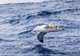 Seabirds