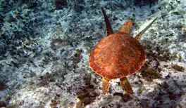 Image related to Punta Sur Ecological Park