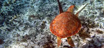 Image related to Punta Sur Ecological Park
