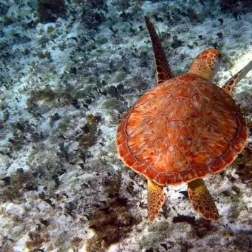 Image related to Punta Sur Ecological Park