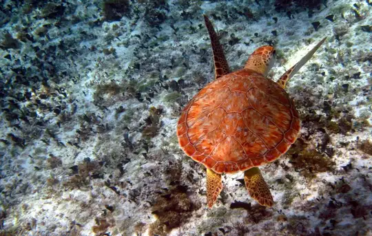 Image related to Punta Sur Ecological Park