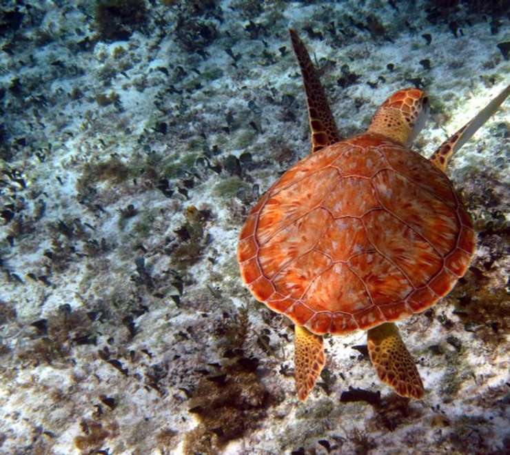 Punta Sur Ecological Park