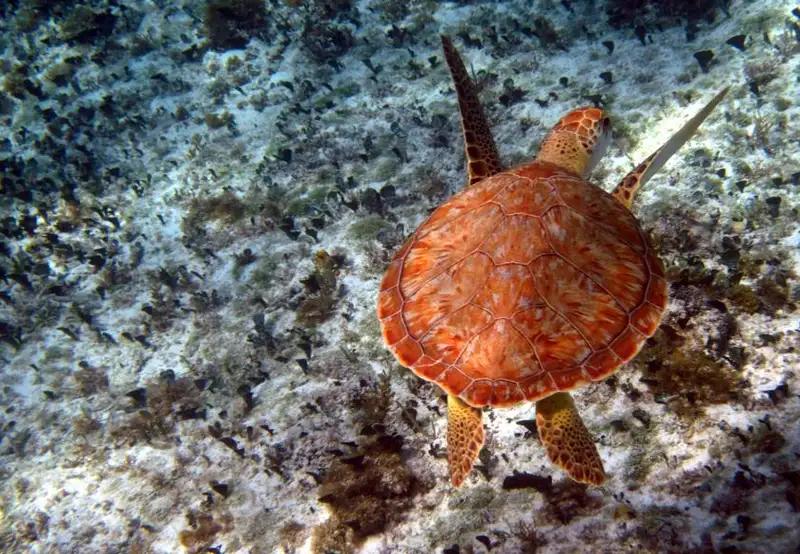 Punta Sur Ecological Park Cozumel Mexico