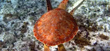 Image related to Punta Sur Ecological Park