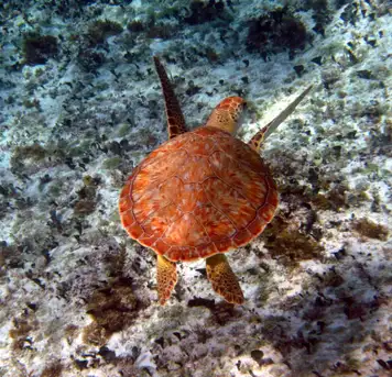Image related to Punta Sur Ecological Park