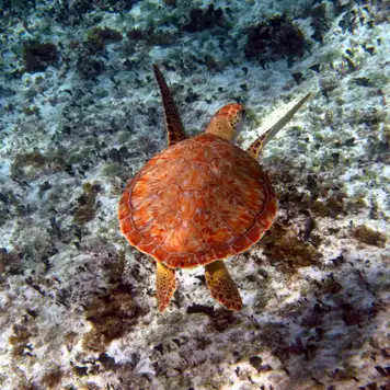 Image related to Punta Sur Ecological Park