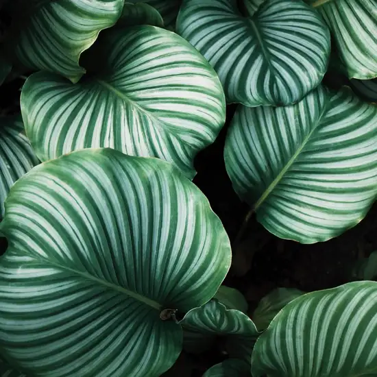 Image related to Botanic Gardens 