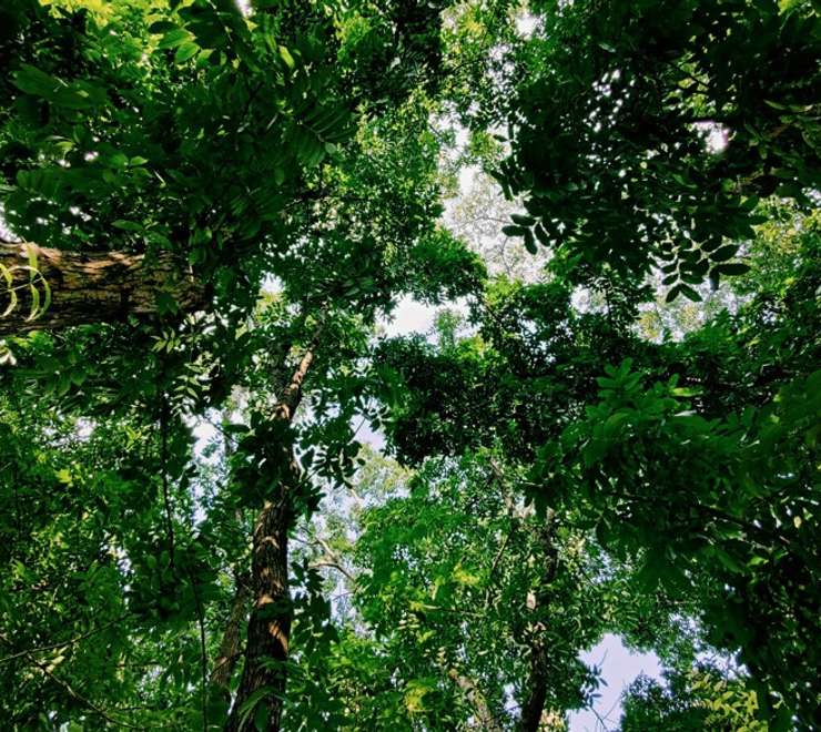 Golden Cape Forest Park