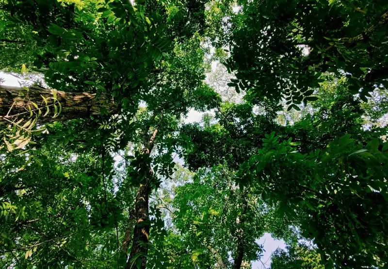 Golden Cape Forest Park