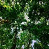 Image related to Golden Cape Forest Park