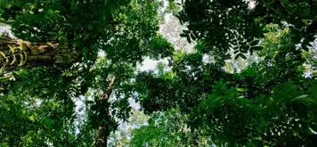 Image related to Golden Cape Forest Park