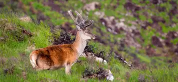 Image related to Killarney National Park