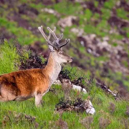 Image related to Killarney National Park
