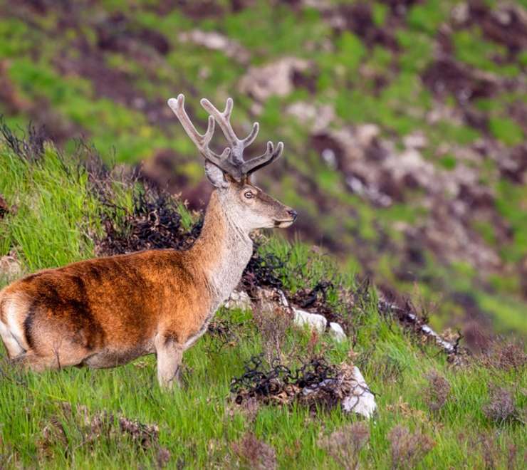 Killarney National Park