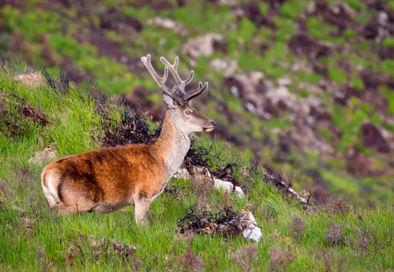 Image related to Killarney National Park