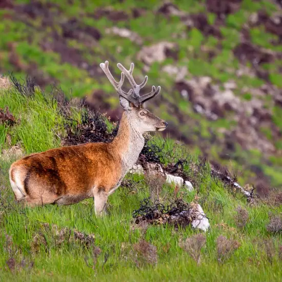 Image related to Killarney National Park