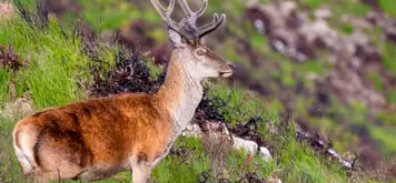 Image related to Killarney National Park