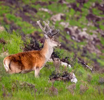 Image related to Killarney National Park