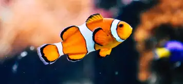 Image related to Cairns Aquarium